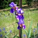 Purple Iris and Bluebonnets by grannysue