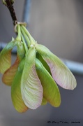 6th Apr 2012 - Maple Tree Seeds