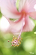 7th Apr 2012 - Pink hibiscus
