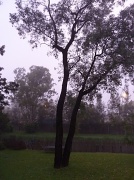 2nd Apr 2012 - Fog