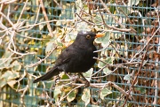 7th Apr 2012 - blackbird
