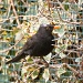 blackbird by peadar