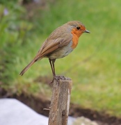 7th Apr 2012 - My friendly robin