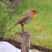 My friendly robin by rosiekind