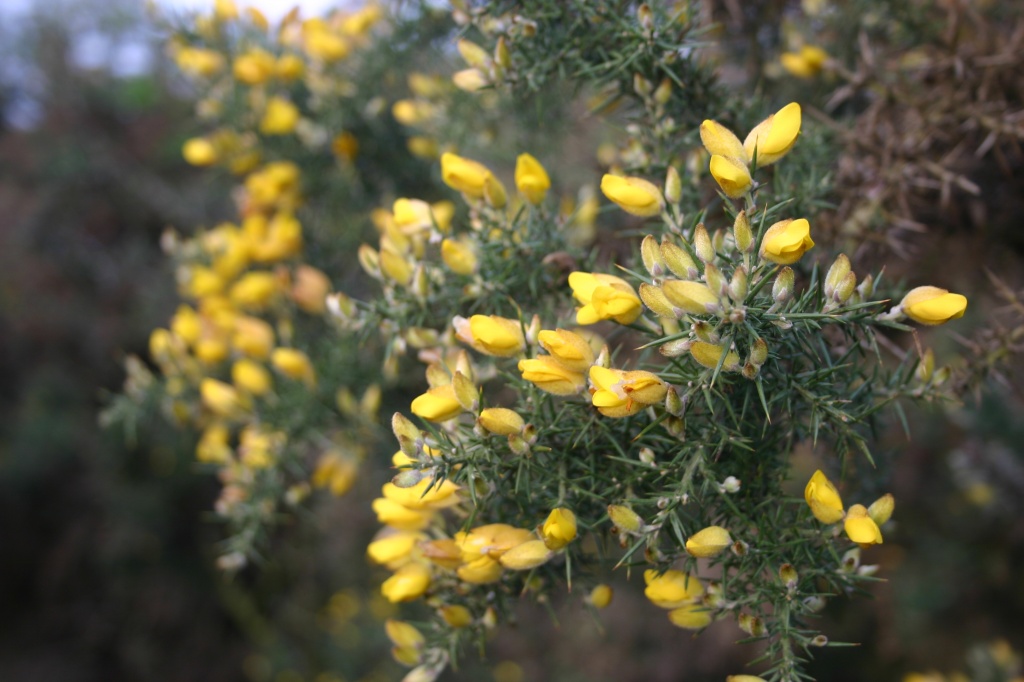 Of Gorse its time for a kiss. by shepherdman