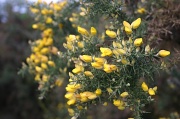 2nd Apr 2012 - Of Gorse its time for a kiss.
