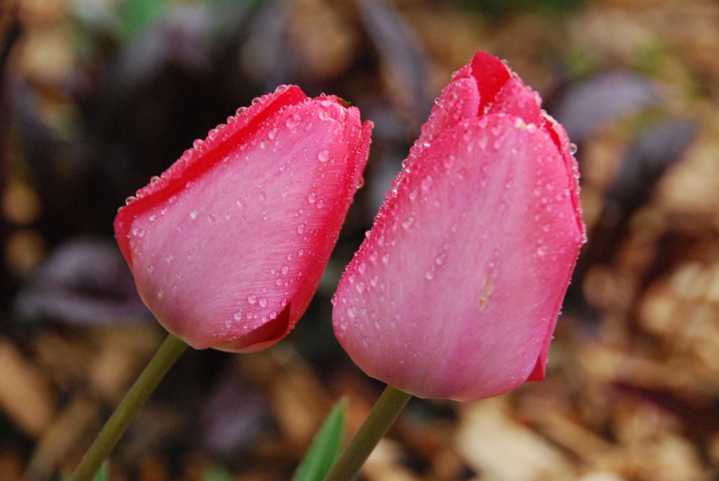 Tulips and raindrops by dakotakid35