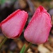 Tulips and raindrops by dakotakid35