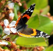 7th Apr 2012 - Jack in the Box Butterfly 