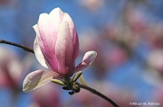 7th Apr 2012 - Just One Blossom