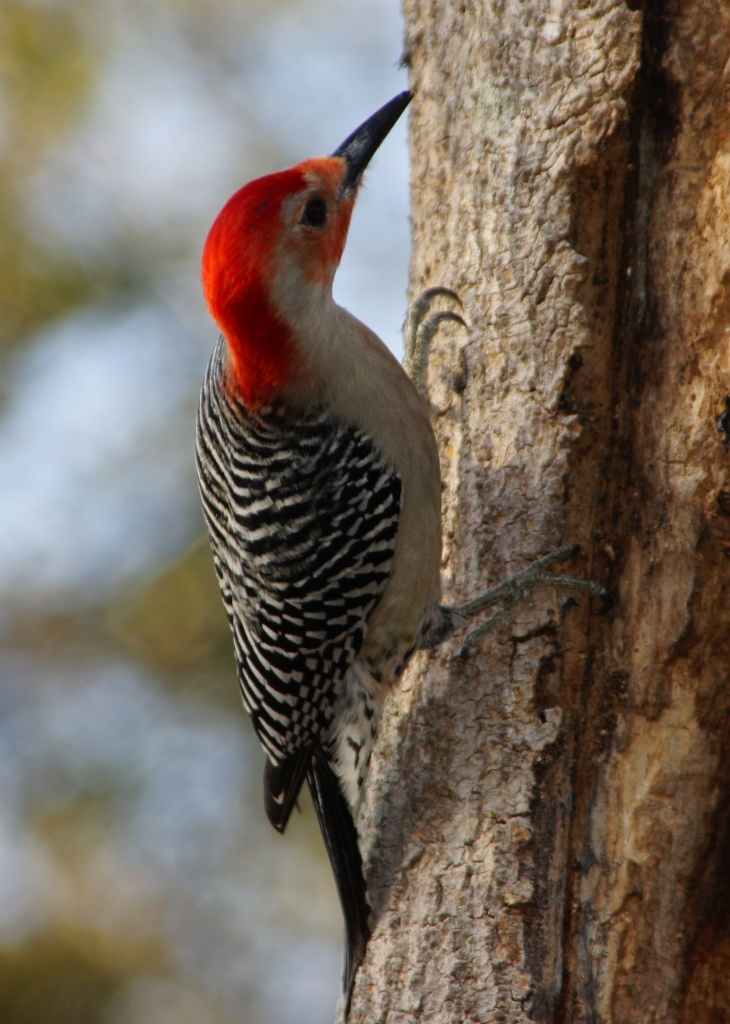 Red Bellied Woodpecker by rob257