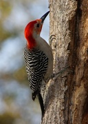 7th Apr 2012 - Red Bellied Woodpecker