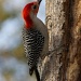 Red Bellied Woodpecker by rob257