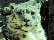 7th Apr 2012 - The snow leopard.