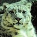 The snow leopard. by maggie2