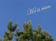 8th Apr 2012 - The pine trees know...