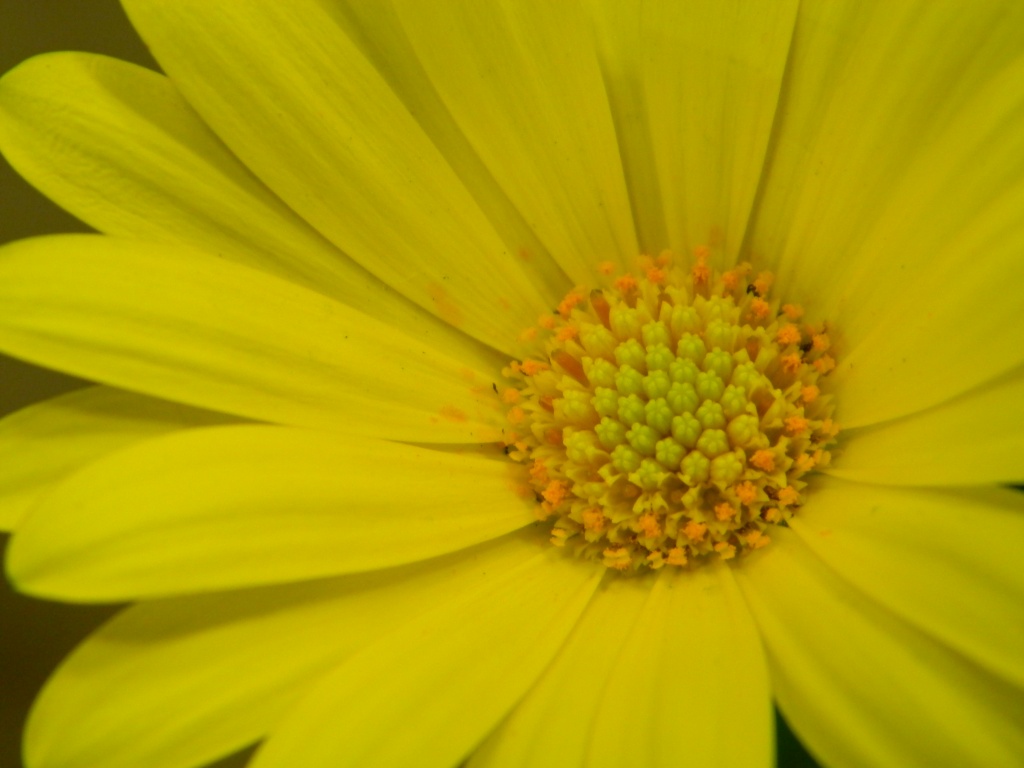 Looking Inside Yellow Flower Sam's Club 4.7.12 by sfeldphotos