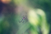 7th Apr 2012 - Saturday afternoon spider