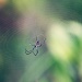Saturday afternoon spider by pocketmouse