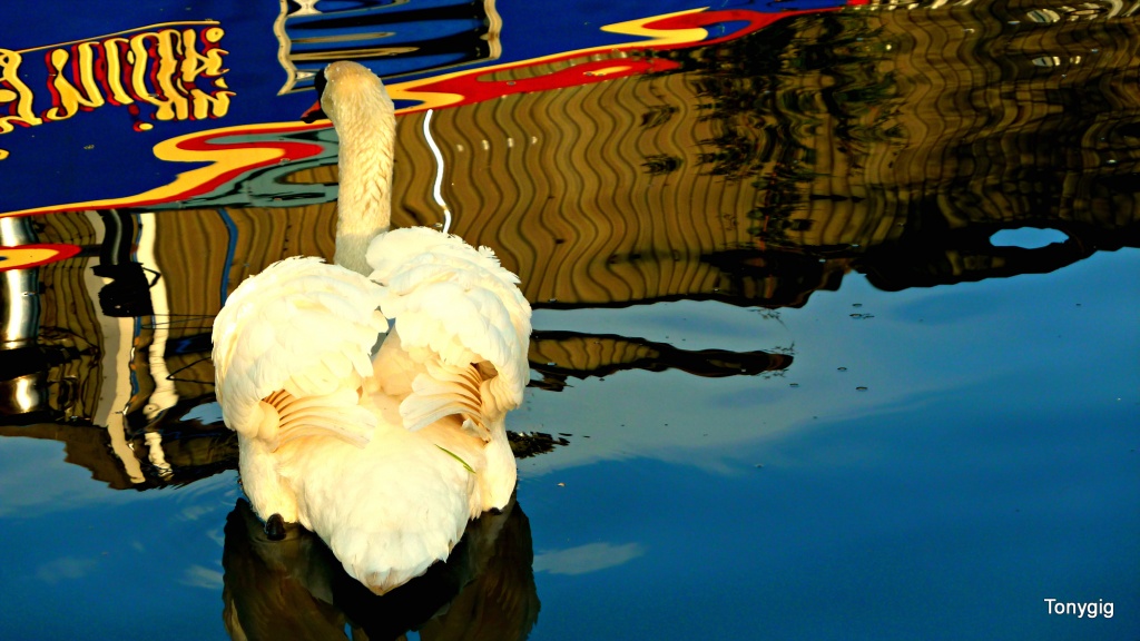Swan With Boat by tonygig