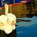 Swan With Boat by tonygig