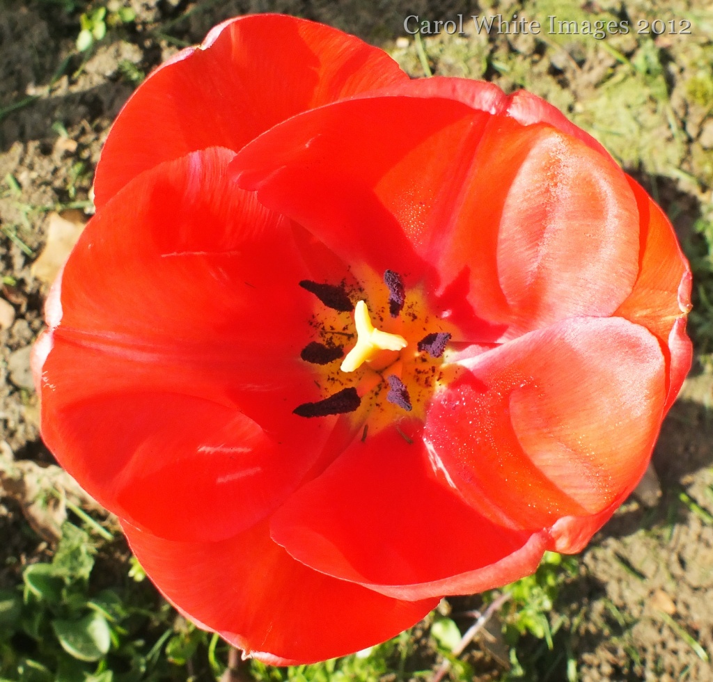 Tulip by carolmw
