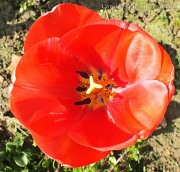 8th Apr 2012 - Tulip