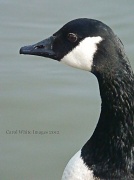 8th Apr 2012 - Canada Goose