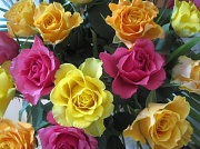 8th Apr 2012 - Easter roses 