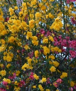 3rd Apr 2012 - yellows and pinks