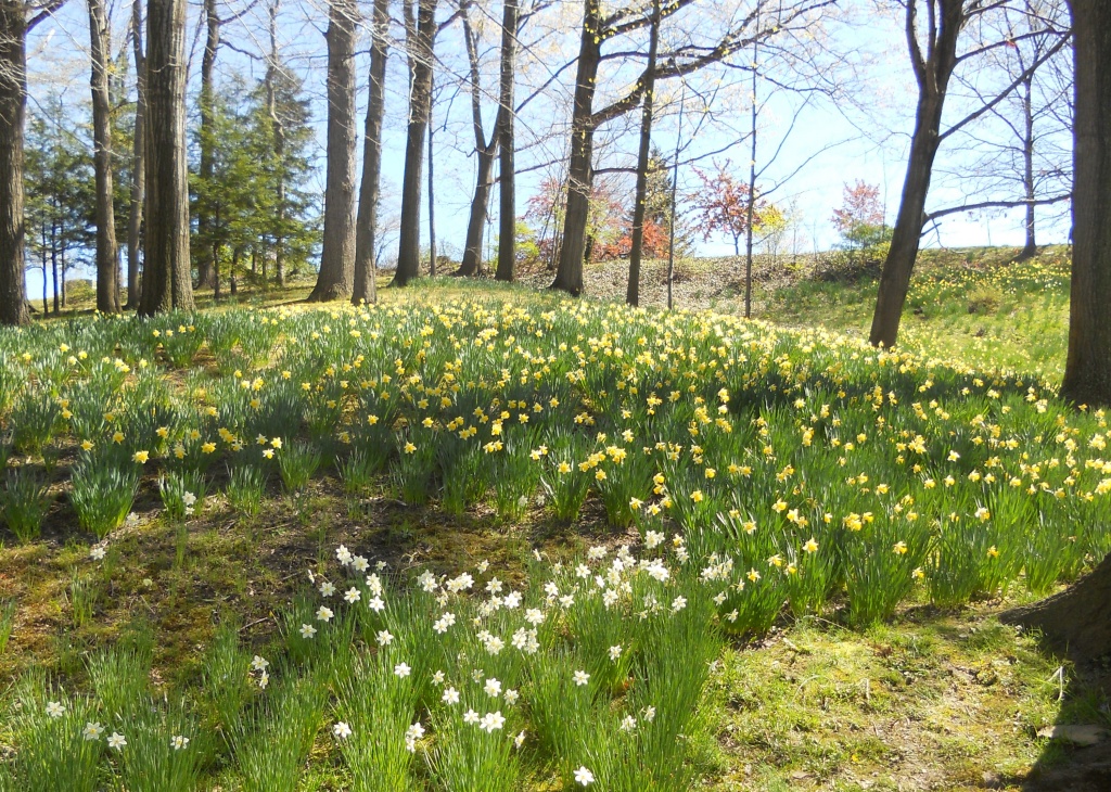 Daffodil Hill by yentlski