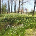 Daffodil Hill by yentlski