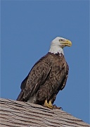 8th Apr 2012 - Rooftop Eagle