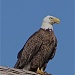 Rooftop Eagle by rob257