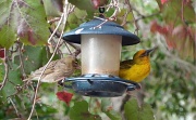 8th Apr 2012 - Bird Feeder