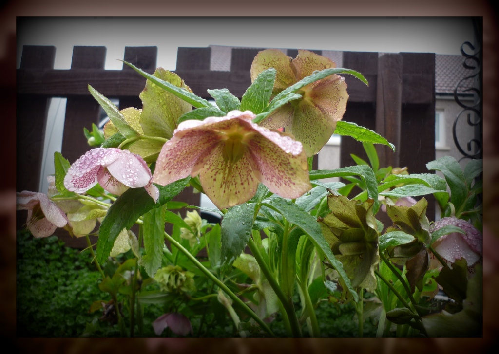 hellebores in the rain by sarah19