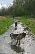 7th Apr 2012 - Doggy Paddle