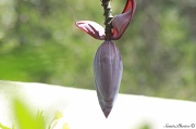 2nd Apr 2012 - Plantain seed pod