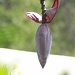 Plantain seed pod by stcyr1up