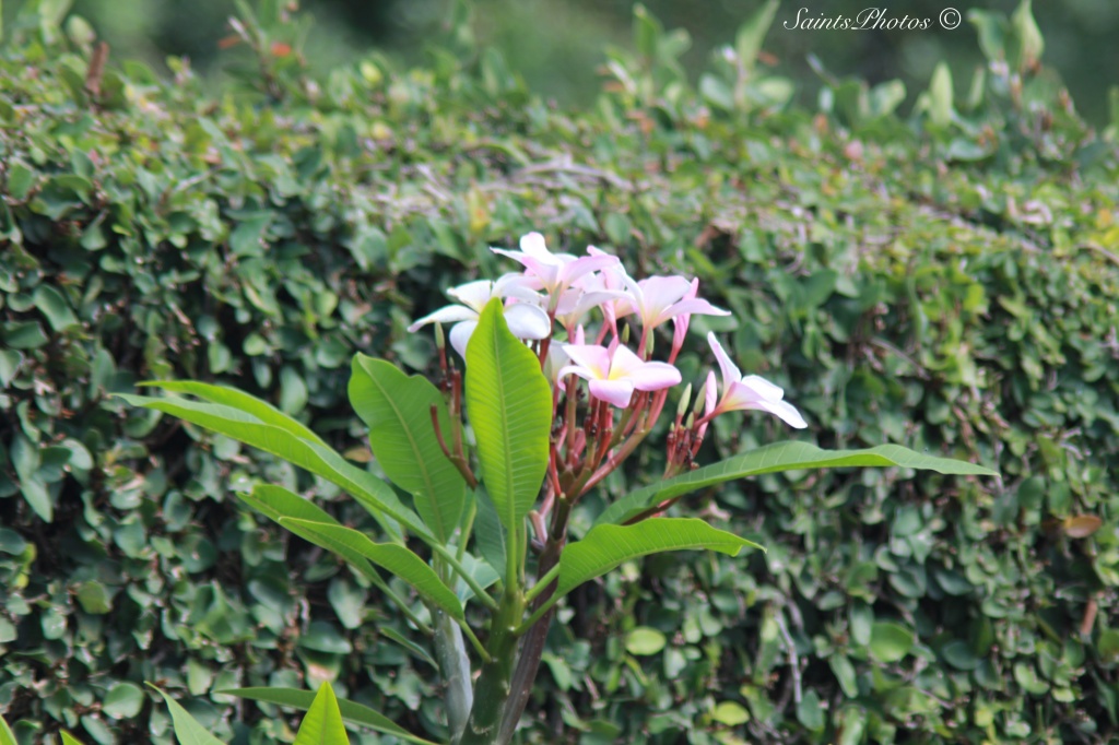 Filler-Plumeria Bloom by stcyr1up