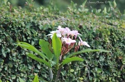 5th Mar 2012 - Filler-Plumeria Bloom