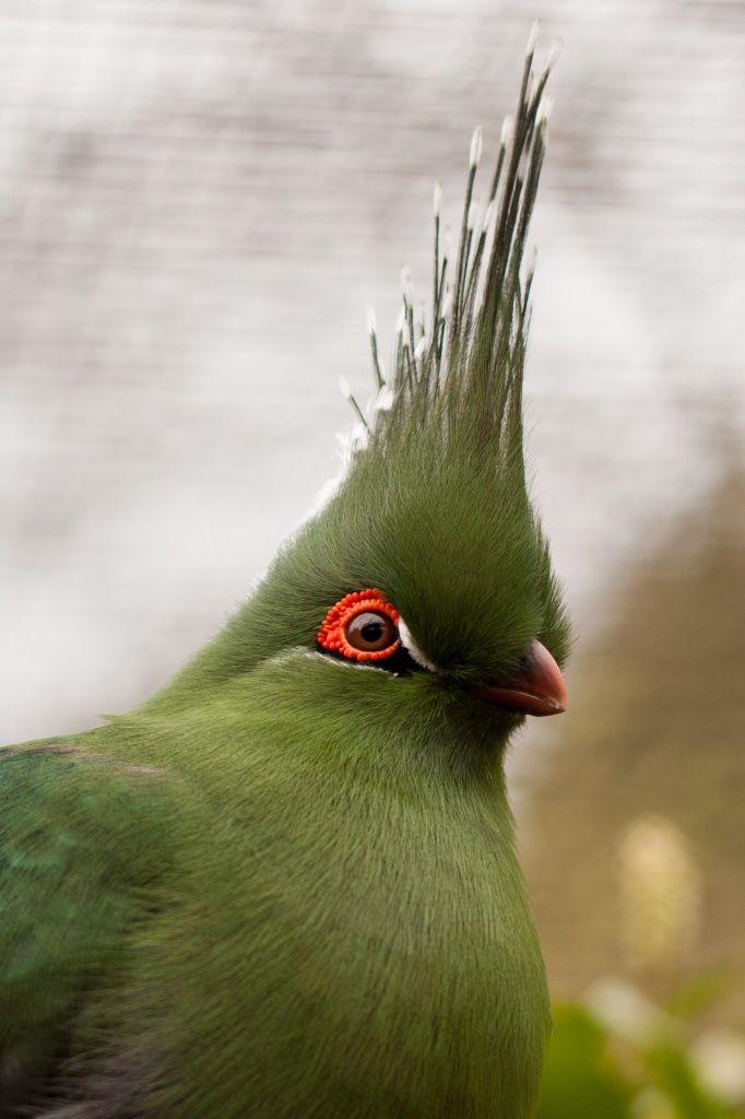 Schalow's Turaco by natsnell