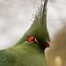 Schalow's Turaco by natsnell
