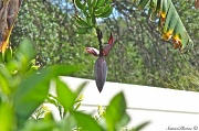 8th Apr 2012 - Plantain seed pod with hand of plantains