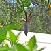 Plantain seed pod with hand of plantains by stcyr1up