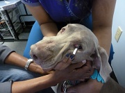 6th Apr 2012 - at the Veterinary Ophthamologist