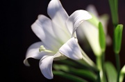 8th Apr 2012 - NPC Easter Lily