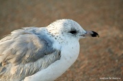 8th Apr 2012 - Juvenile Ring Billed Gull