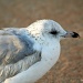 Juvenile Ring Billed Gull by falcon11