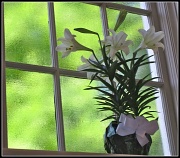 9th Apr 2012 - A White Lily Blows in the Dark Heart of Spring